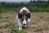 BARZOI 086